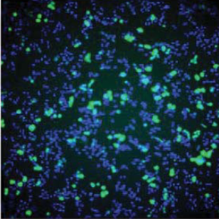 Anti Metapneumovirus Fusion Glycoprotein F0 (Protein F) mAb (Clone 5-12C)