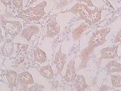 Anti Cystine / Glutamic Acid Transporter (xCT) pAb