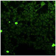Anti GPR40 mAb (Clone G16)