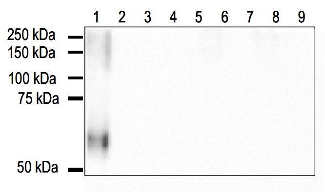 Anti AGE-1 mAb (Clone 7C1)