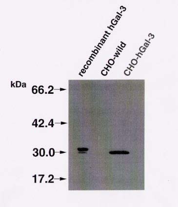 Anti Galectin-3 (LGALS3) pAb