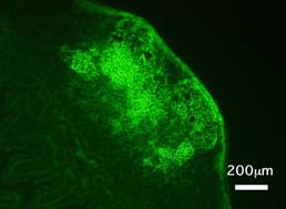 Anti Fc Fragment Of IgA And IgM Receptor (FCAMR) mAb (Clone TX61)