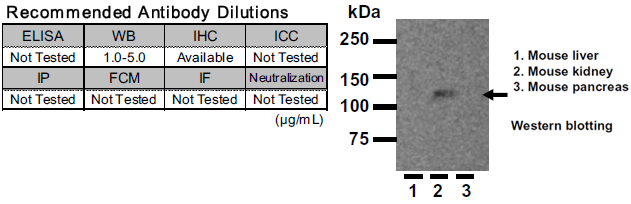 Anti Klotho mAb (Clone KM2119)
