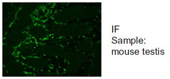 Anti HSD3B pAb (Rabbit, Purified Ig)