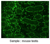 Anti Nuclear Receptor Subfamily 5 Group A Member 1 (NR5A1) pAb (Rabbit, Purified Ig)
