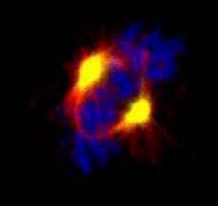Anti Aurora Kinase A (AURKA) N-terminal region pAb (Rabbit, Affinity Purified)