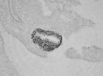 Anti Pancreatic And Duodenal Homeobox 1 (PDX1) pAb (Rabbit, Affinity Purified)
