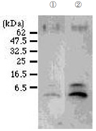 Anti Humanin S14G pAb (Rabbit, Affinity Purified)