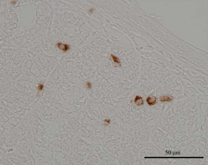 Anti Ghrelin And Obestatin Prepropeptide (GHRL) pAb (Rabbit, Affinity Purified)