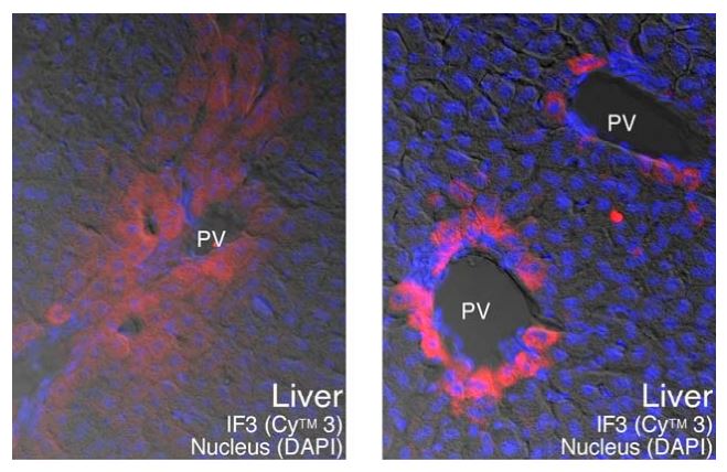 Anti Oocyte-secreted protein 1 precursor (Oosp1/IF3) pAb (Rabbit, Affinity Purified)