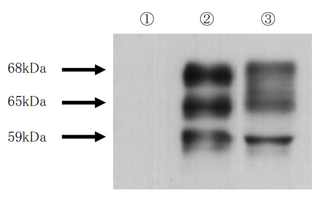 Anti Tau, phospho Ser416 pAb