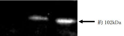 Anti Phototropin 2 (PHOT2) pAb (Rabbit, Affinity Purified)