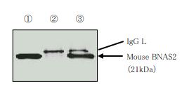 Anti CKLF Like MARVEL Transmembrane Domain Containing 3 (CMTM3/BNAS2) pAb (Rabbit, Affinity Purified)