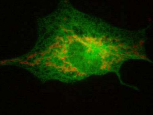 Anti Ring Finger Protein 103 (RNF103/KF-1) pAb (Rabbit, Affinity Purified)