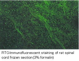 Anti Type XII Collagen (raised against human) pAb (Rabbit, Antiserum)