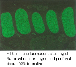 Anti Type II Collagen (raised against cow) pAb (Rabbit, Antiserum)