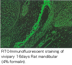 Anti Osteocalcin pAb