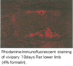 Anti Osteopontin pAb