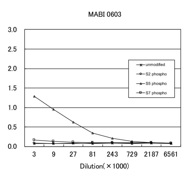 Anti Phospho RNA Polymerase II CTD (Ser5) mAb (Clone MABI 0603)