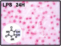 Anti Thymidine Glycol (TG) mAb (Clone 2E8)