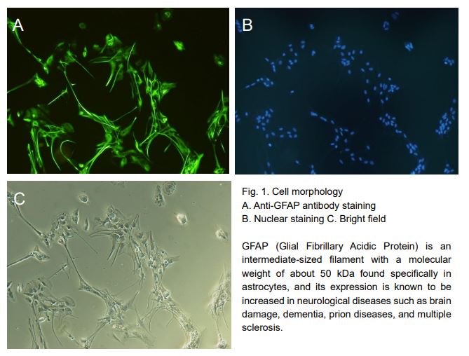 Astrocytes (rat)