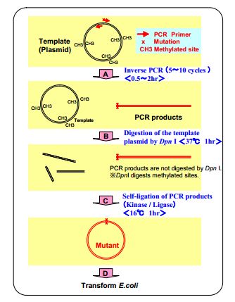 KOD -Plus- Mutagenesis Kit