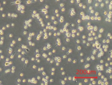 KBM Trypsin AOF