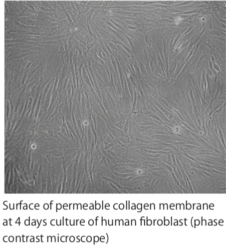 Atelocollagen Permeable Membrane Sheet