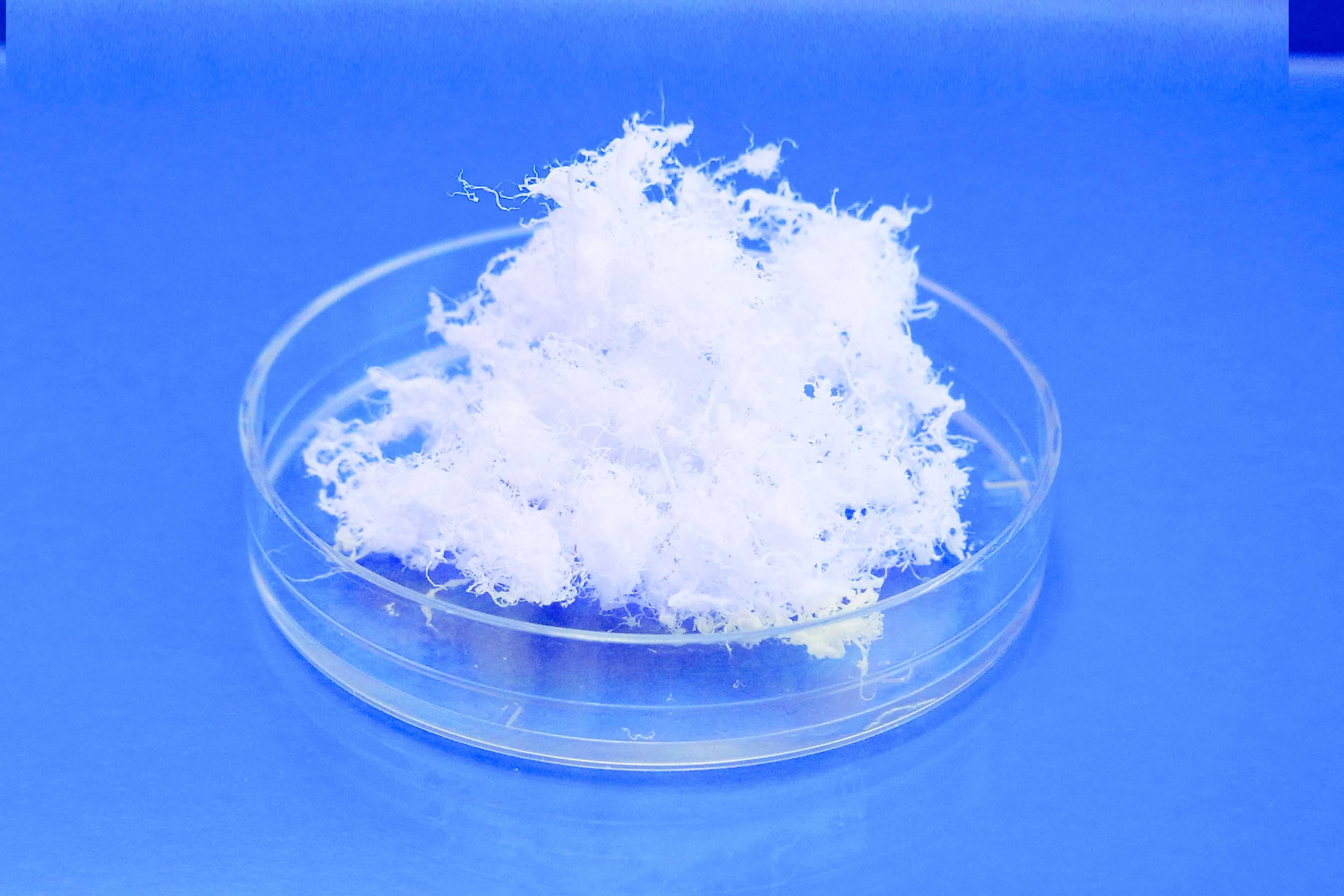 Atelocollagen powder