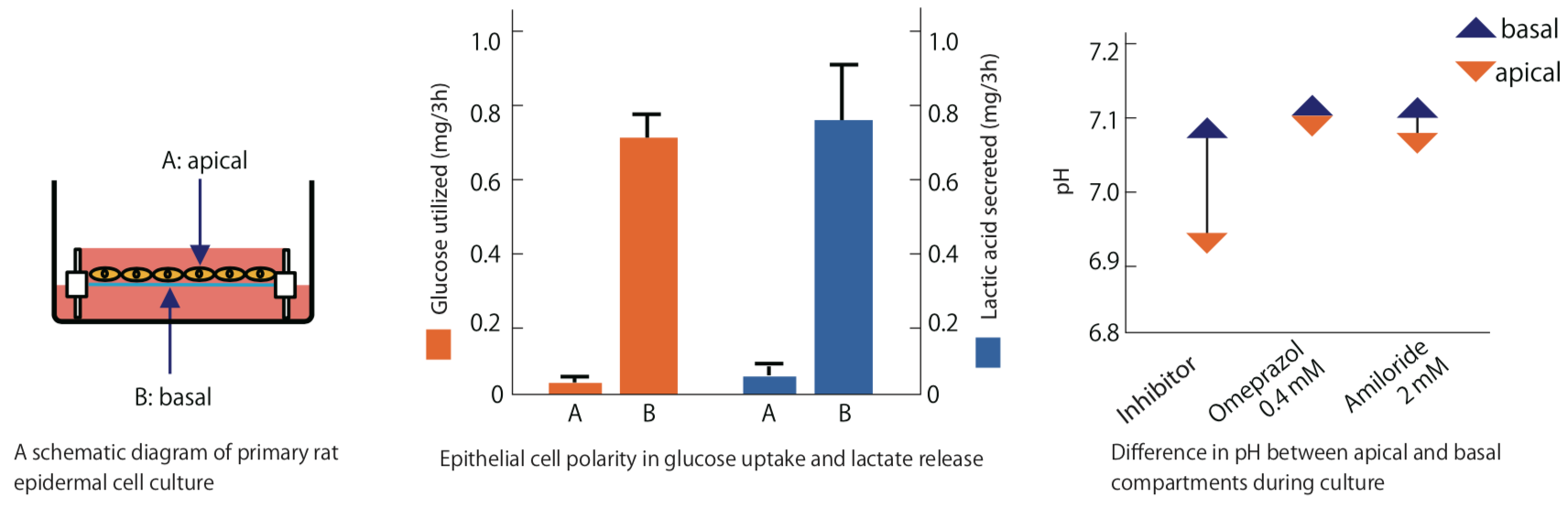 Atelocollagen Permeable Membrane (Well Format)
