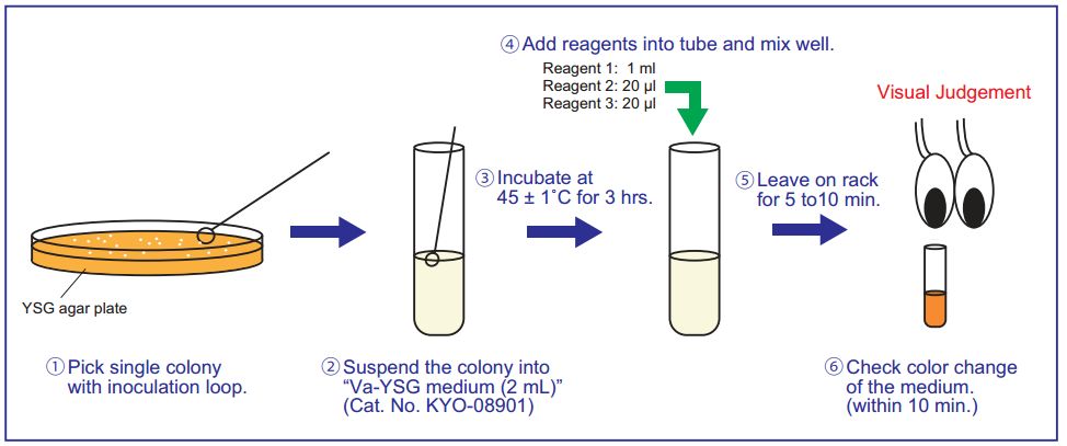 Guaiacol Detection Kit