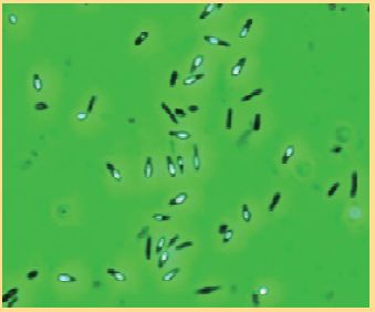 Guaiacol Detection Kit