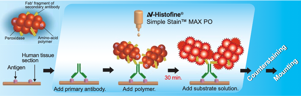 N-Histofine Simple Stain MAX PO (MULTI)