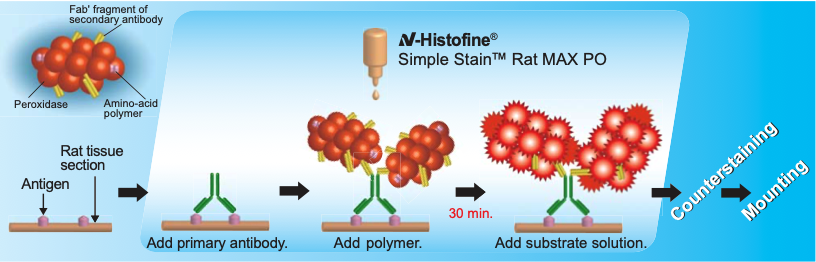 N-Histofine Simple Stain Rat MAX PO (MULTI)