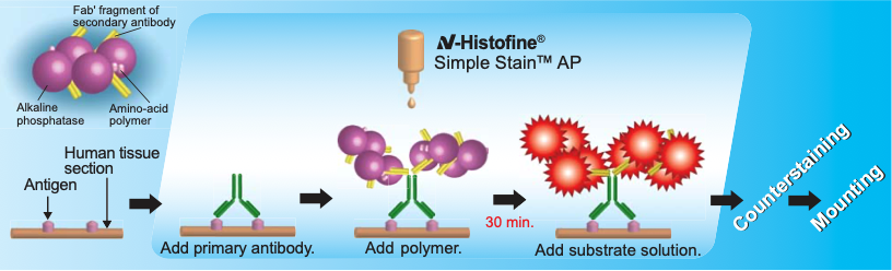 N-Histofine Simple Stain AP (R)