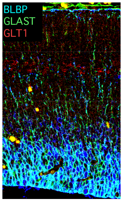 Anti BLBP (B-FABP) polyclonal antibody (Guinea Pig, Affinity Purified)