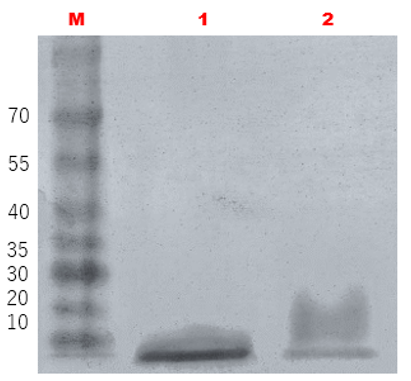 Metallothionein ?/?polyclonal antibody