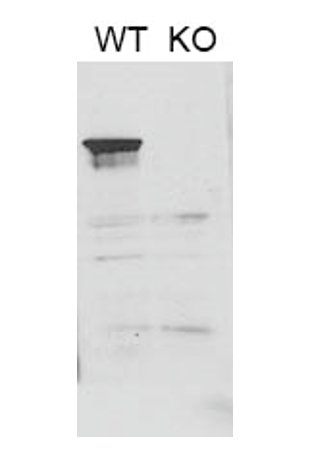 Anti CAST1 (Rabbit Host) polyclonal antibody