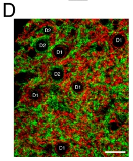 D1R (dopamine receptor-1) polyclonal antibody (GP)