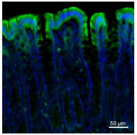 FFA2 (GPR43) polyclonal antibody (Rb)