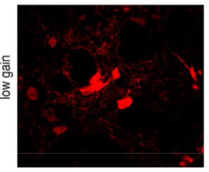 GFP polyclonal antibody (Go)