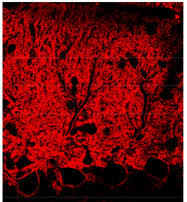 GLAST polyclonal antibody (GP)