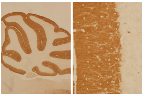 GluD2-N (GluR?2) polyclonal antibody (Rb)