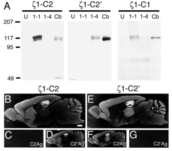 GluN1-C2 (NR1-C2) polyclonal antibody (Rb)