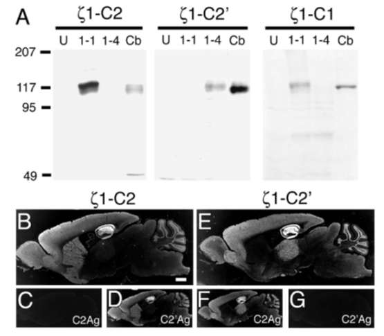 GluN1-C2' (NR1-C2') polyclonal antibody (Rb)