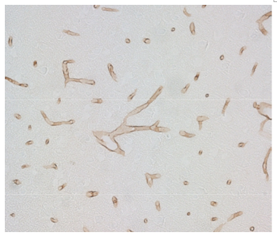 GLUT1 (Slc2a1) polyclonal antibody (Rb)