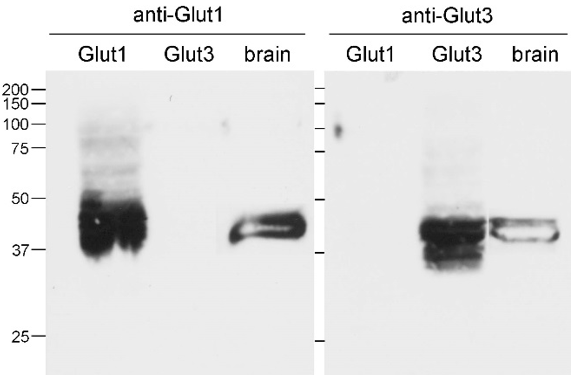 GLUT3 (Slc2a3) polyclonal antibody (GP)