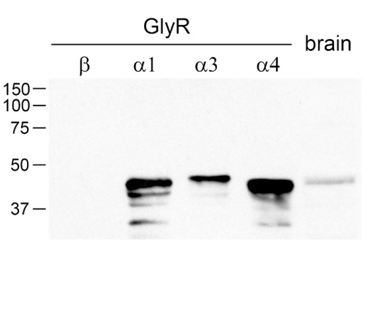 GlyRa polyclonal antibody (GP)