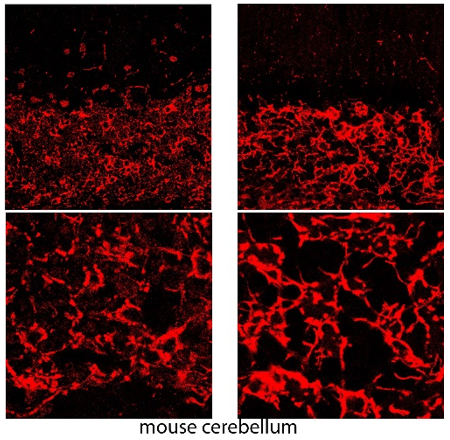 GlyT2 polyclonal antibody (GP)