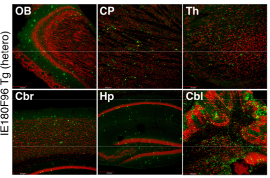 IE180 polyclonal antibody (GP)
